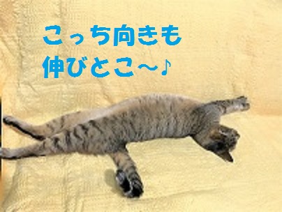 f:id:hentekomura:20170905165651j:plain f:id:hentekomura:20170905165651j:plain