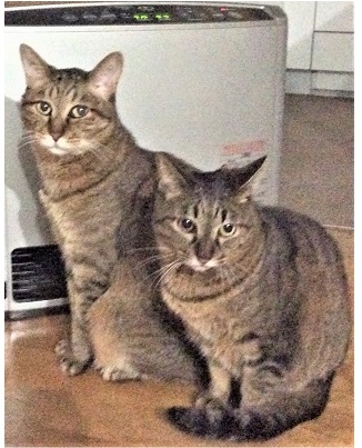 f:id:hentekomura:20180225140950j:plain