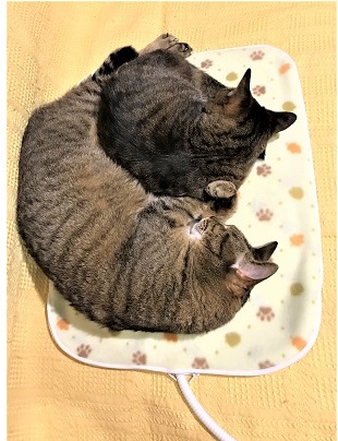 f:id:hentekomura:20180225141222j:plain f:id:hentekomura:20180225141222j:plain