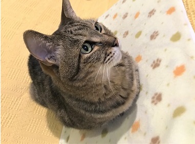 f:id:hentekomura:20180316151724j:plain f:id:hentekomura:20180316151724j:plain