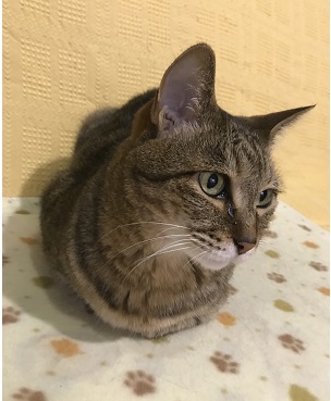 f:id:hentekomura:20180316151730j:plain f:id:hentekomura:20180316151730j:plain