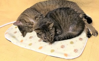 f:id:hentekomura:20180501003338j:plain f:id:hentekomura:20180501003338j:plain