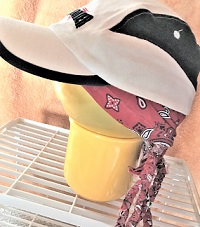 f:id:hentekomura:20180625161043j:plain f:id:hentekomura:20180625161043j:plain