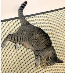 f:id:hentekomura:20180716161835j:plain f:id:hentekomura:20180716161835j:plain