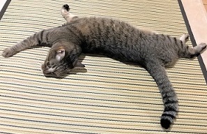 f:id:hentekomura:20180716161841j:plain f:id:hentekomura:20180716161841j:plain