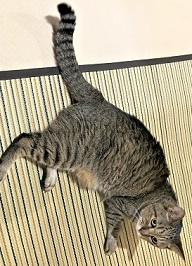f:id:hentekomura:20180716162216j:plain f:id:hentekomura:20180716162216j:plain