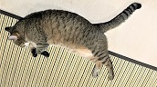 f:id:hentekomura:20180827000553j:plain f:id:hentekomura:20180827000553j:plain