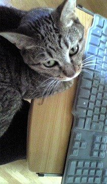 f:id:hentekomura:20180910182346j:plain f:id:hentekomura:20180910182346j:plain