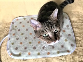 f:id:hentekomura:20180929160604j:plain f:id:hentekomura:20180929160604j:plain