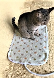 f:id:hentekomura:20180929161020j:plain f:id:hentekomura:20180929161020j:plain