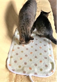 f:id:hentekomura:20180929161455j:plain f:id:hentekomura:20180929161455j:plain