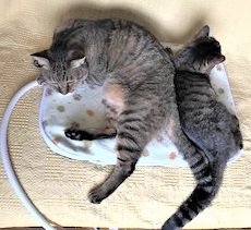 f:id:hentekomura:20180929161837j:plain f:id:hentekomura:20180929161837j:plain