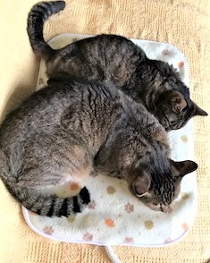 f:id:hentekomura:20180929162058j:plain f:id:hentekomura:20180929162058j:plain
