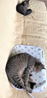 f:id:hentekomura:20180929162100j:plain f:id:hentekomura:20180929162100j:plain