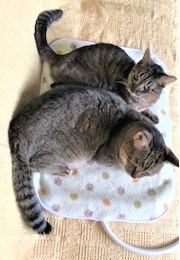 f:id:hentekomura:20181208182945j:plain f:id:hentekomura:20181208182945j:plain