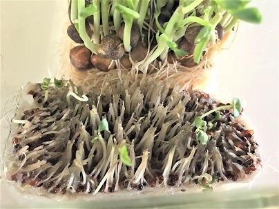 f:id:hentekomura:20190115133044j:plain f:id:hentekomura:20190115133044j:plain