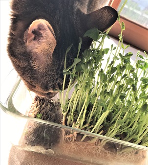 f:id:hentekomura:20190115133709j:plain f:id:hentekomura:20190115133709j:plain