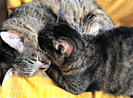 f:id:hentekomura:20190207182845j:plain f:id:hentekomura:20190207182845j:plain