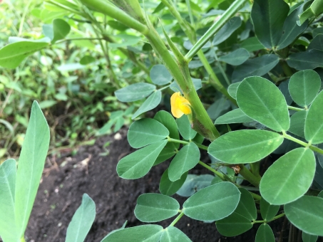 f:id:hentekomura:20190427154746j:plain f:id:hentekomura:20190427154746j:plain