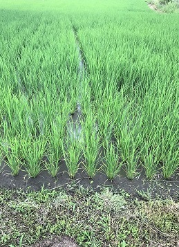 f:id:hentekomura:20190719191542j:plain f:id:hentekomura:20190719191542j:plain