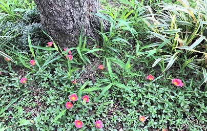 f:id:hentekomura:20190719191607j:plain f:id:hentekomura:20190719191607j:plain