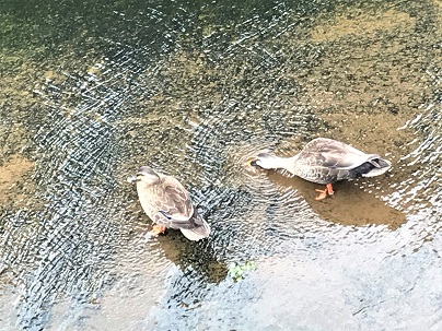 f:id:hentekomura:20190719191649j:plain f:id:hentekomura:20190719191649j:plain