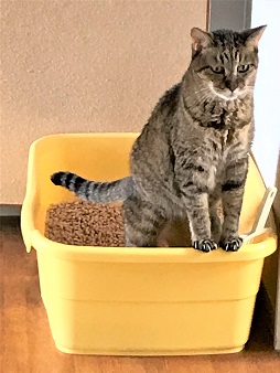 f:id:hentekomura:20191129131708j:plain f:id:hentekomura:20191129131708j:plain