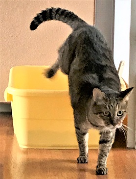 f:id:hentekomura:20191129131709j:plain f:id:hentekomura:20191129131709j:plain