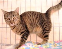 f:id:hentekomura:20200724200354j:plain f:id:hentekomura:20200724200354j:plain