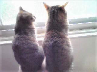 f:id:hentekomura:20200830135507j:plain f:id:hentekomura:20200830135507j:plain