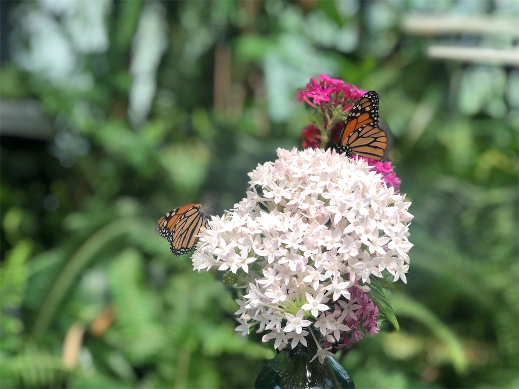 f:id:henyou:20191107225318j:image f:id:henyou:20191107225318j:image