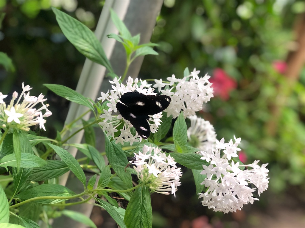 f:id:henyou:20191107225338j:image f:id:henyou:20191107225338j:image