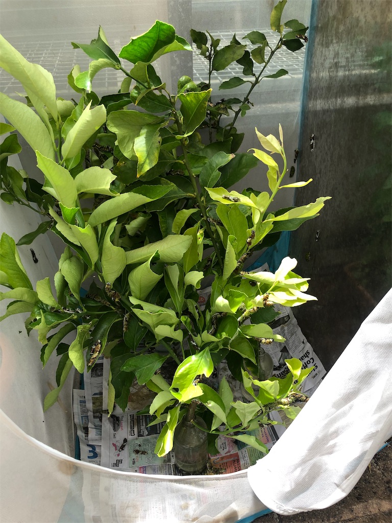 f:id:henyou:20191107225529j:image f:id:henyou:20191107225529j:image