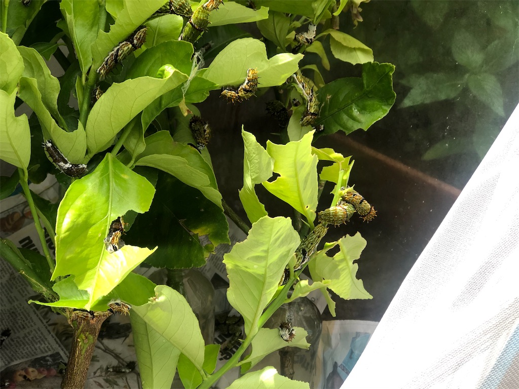 f:id:henyou:20191107225538j:image f:id:henyou:20191107225538j:image