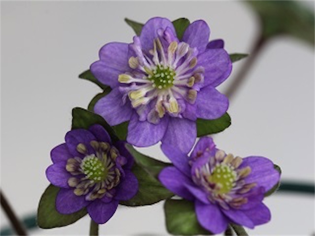 雪割草　交配親『大満月×雅び桜』　1芽 終花の美学\u2026。: 彩の華日記