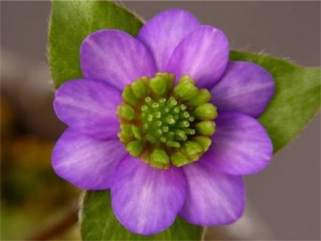 雪割草　交配親『大満月×雅び桜』　1芽 終花の美学\u2026。: 彩の華日記