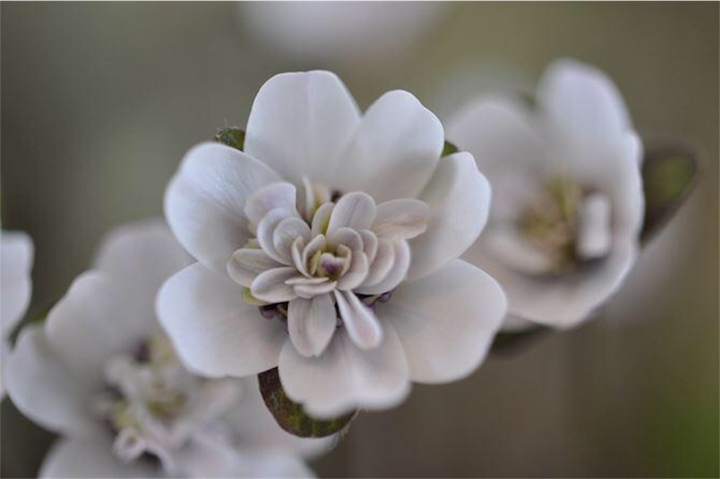 f:id:hepatica_japonica:20170117212029j:image