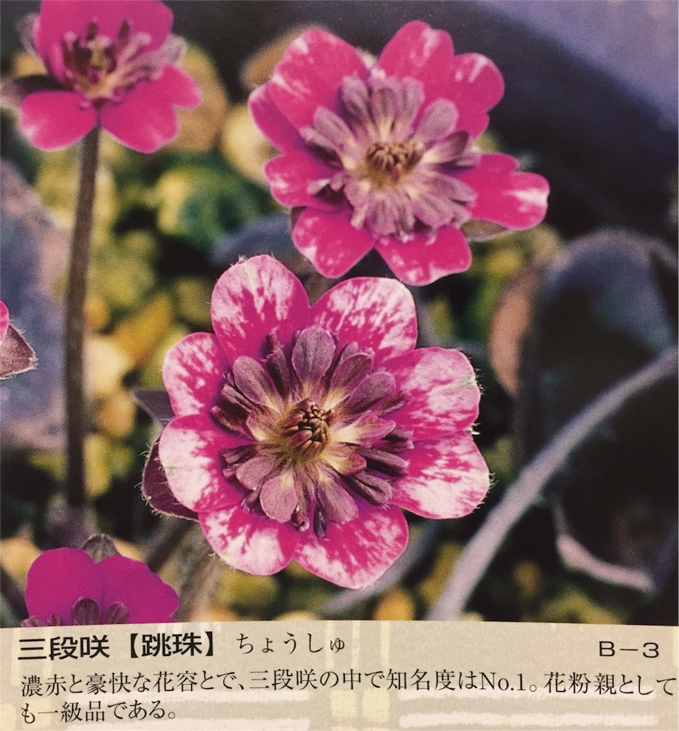 f:id:hepatica_japonica:20170118233400j:image