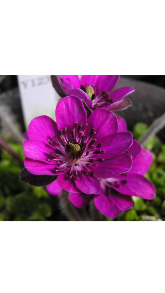 f:id:hepatica_japonica:20170118233438p:image