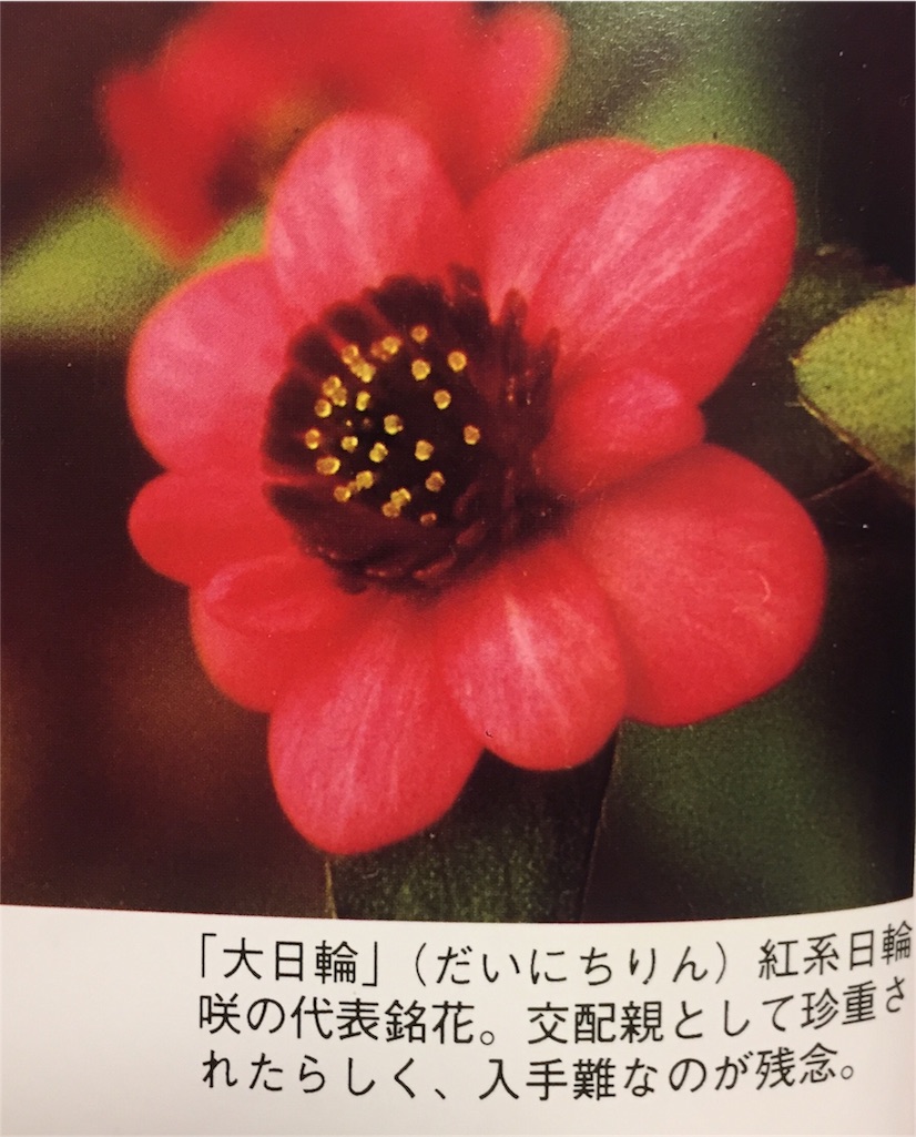 f:id:hepatica_japonica:20170130200341j:image