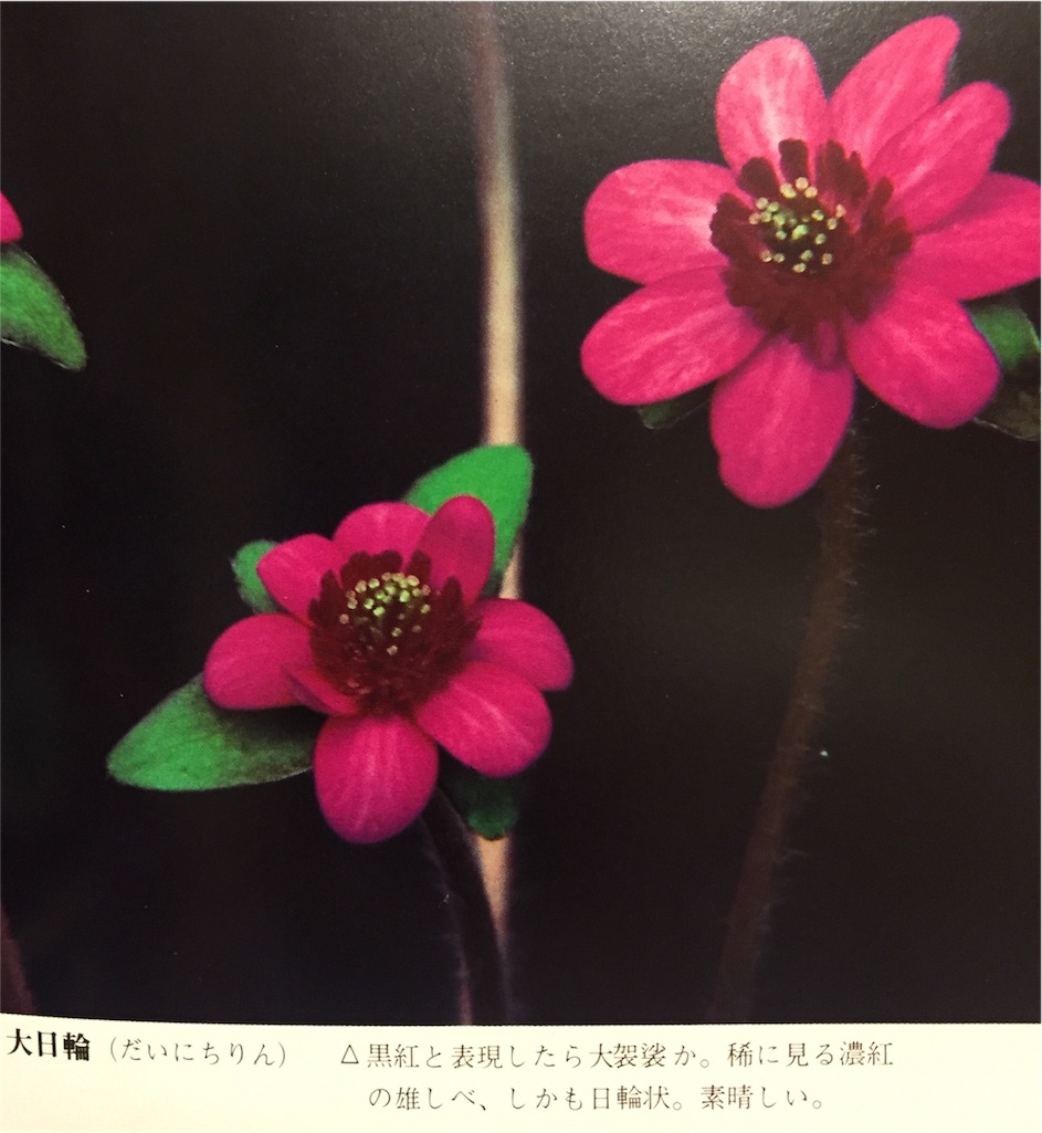 f:id:hepatica_japonica:20170130203043j:image