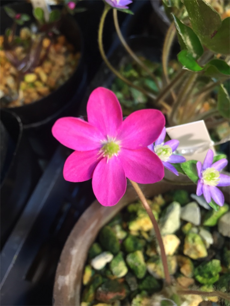 f:id:hepatica_japonica:20170305182206j:image
