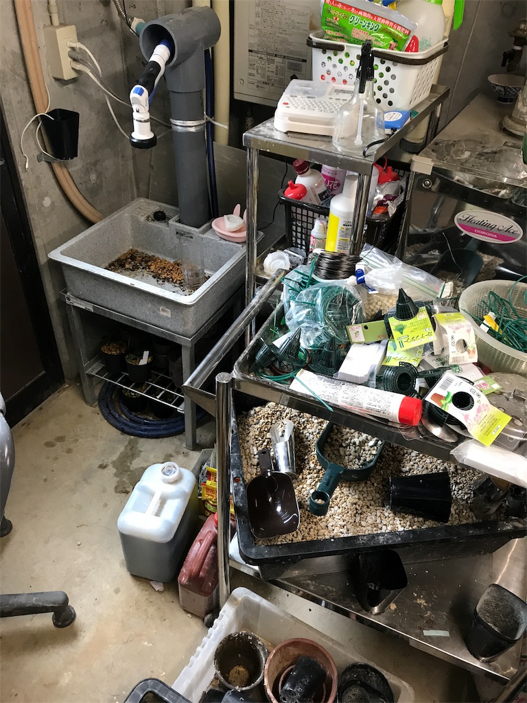 f:id:hepatica_japonica:20170626222553j:image