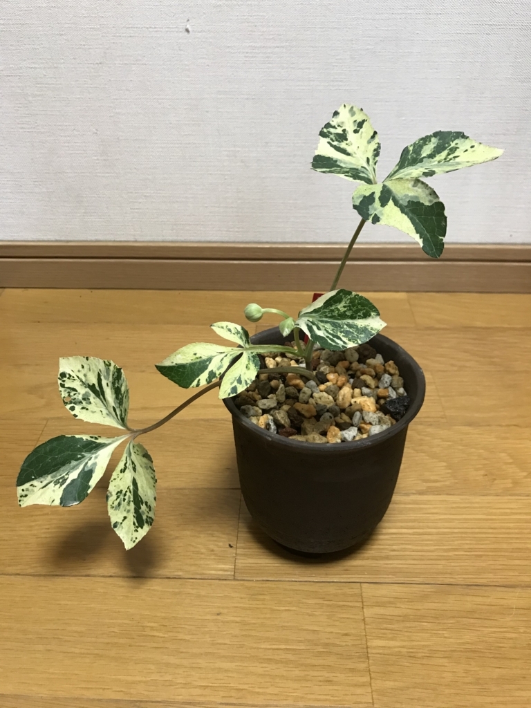 f:id:hepatica_japonica:20171217101635j:plain