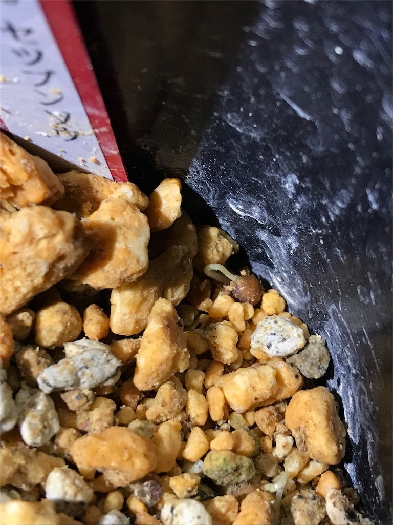 f:id:hepatica_japonica:20180105233354j:image