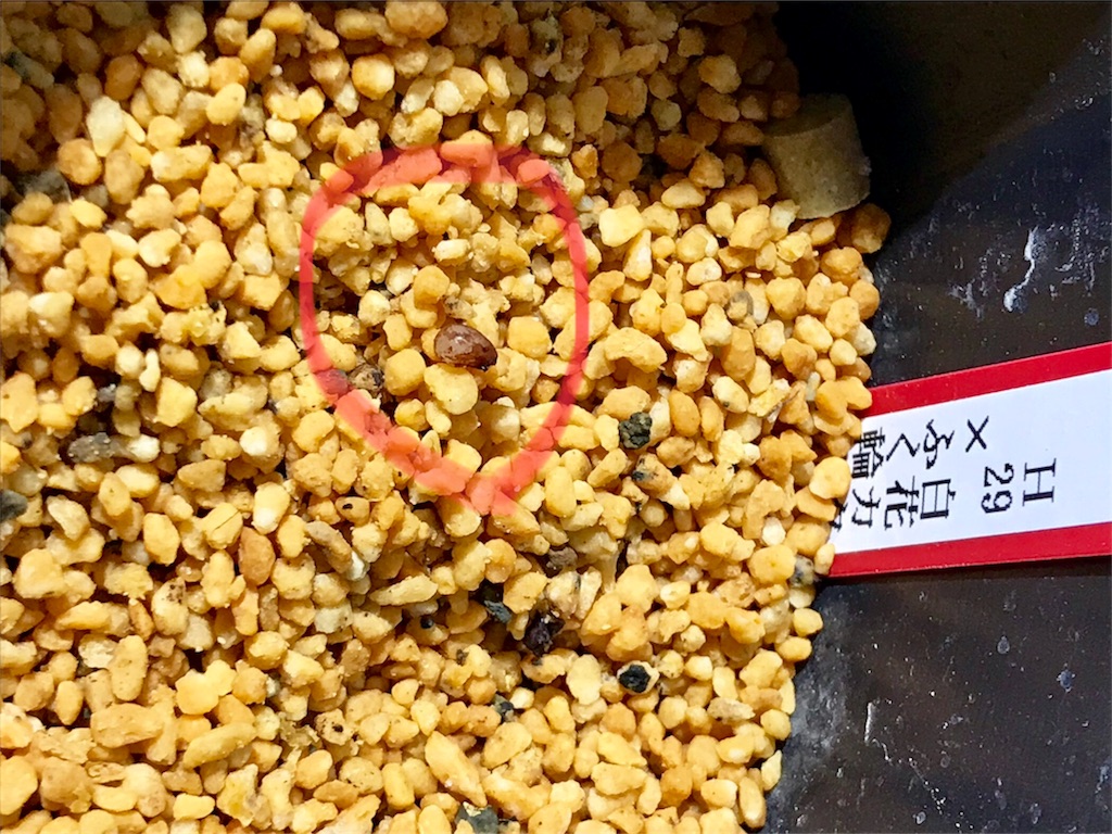 f:id:hepatica_japonica:20180105233412j:image