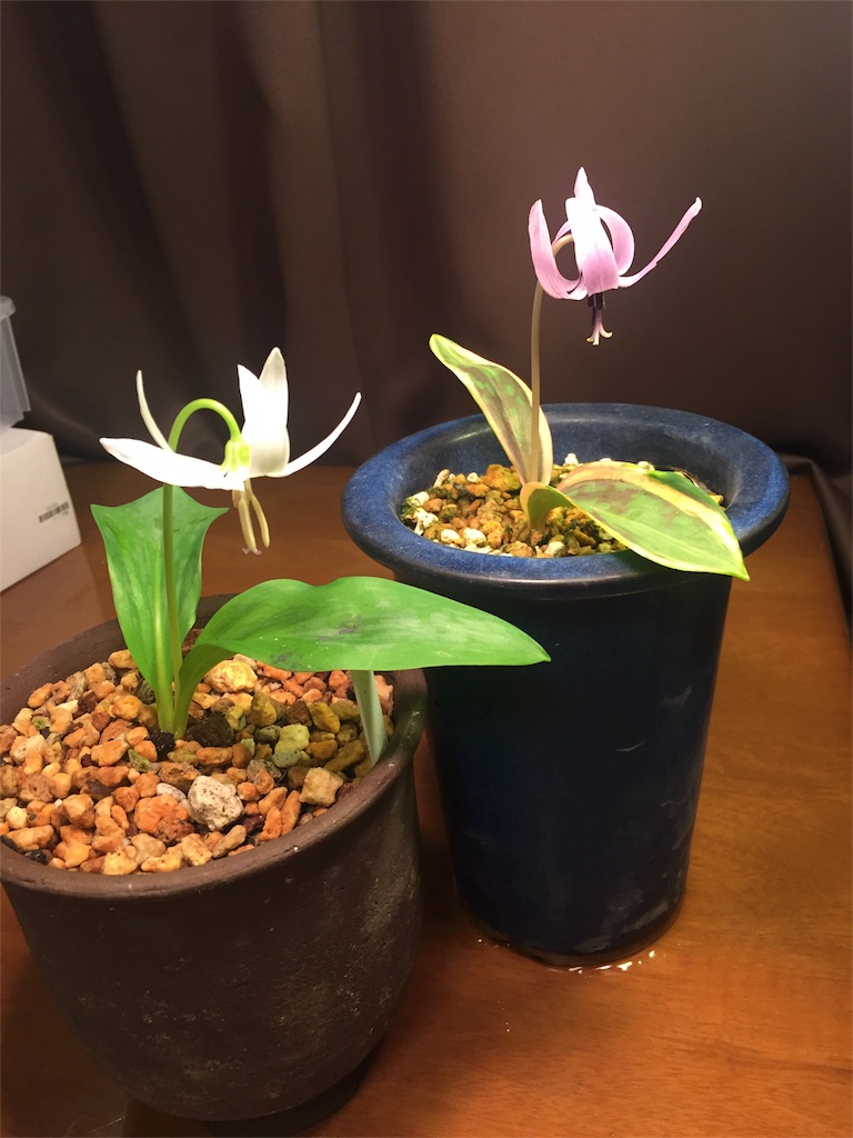 f:id:hepatica_japonica:20180105233541j:image