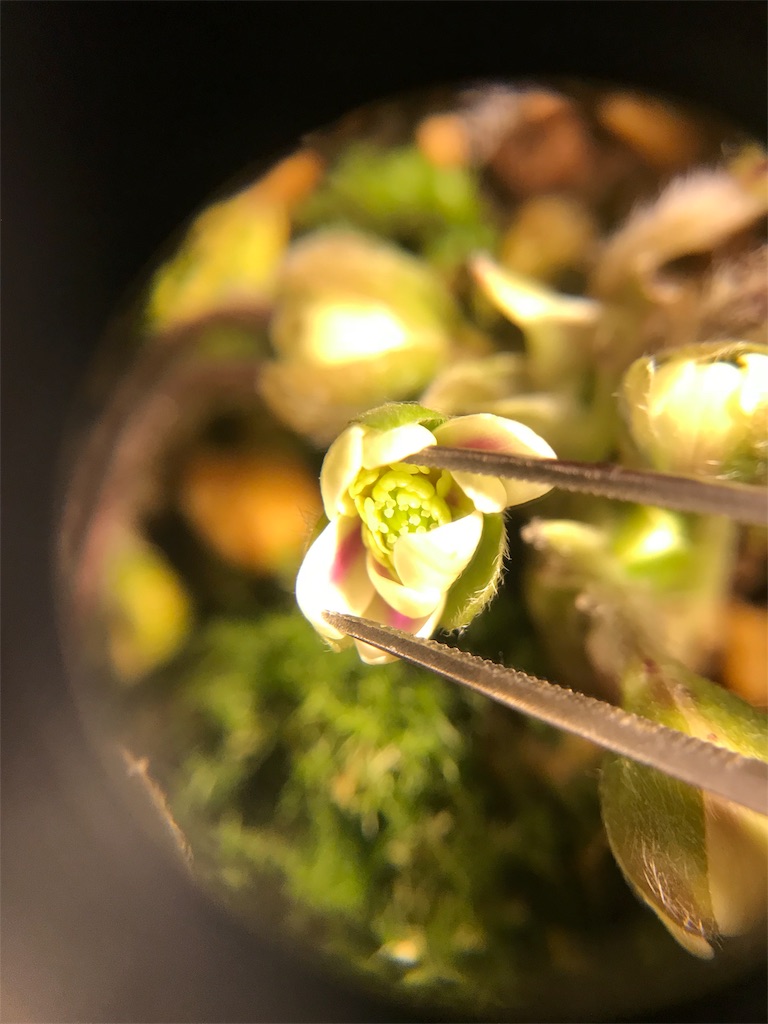 f:id:hepatica_japonica:20180212203230j:image