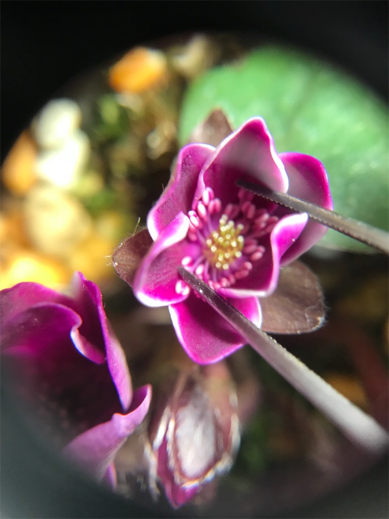 f:id:hepatica_japonica:20180212203247j:image