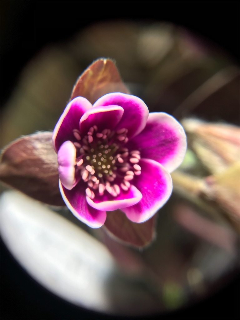 f:id:hepatica_japonica:20180212203259j:image